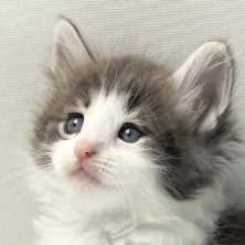 ノルウェージャンフォレストキャットの男の子
